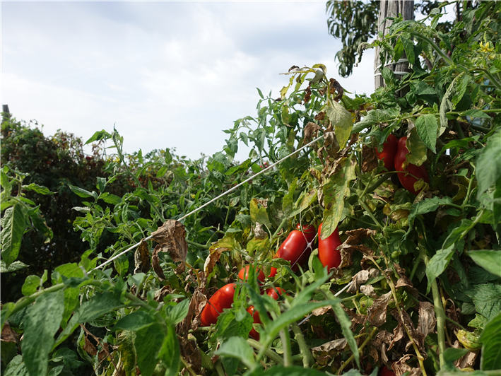 tomatoes growing on family farm